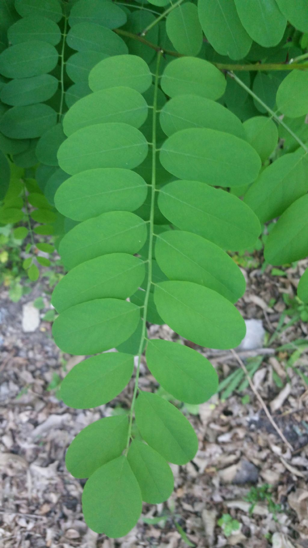 Robinia pseudoacacia (Fabaceae)